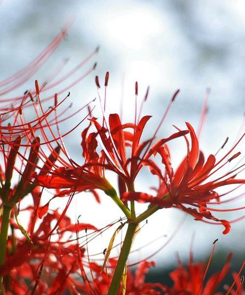 曼珠沙华花语（探寻曼珠沙华的奥秘）