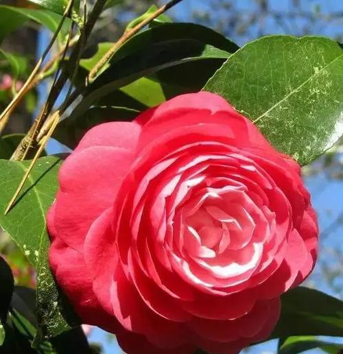 茶花的花语与代表意义（探秘茶花的传统文化内涵）