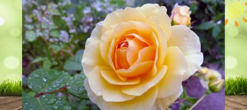 花语寓意大揭秘——玫瑰花（玫瑰花背后的寓意和花语）