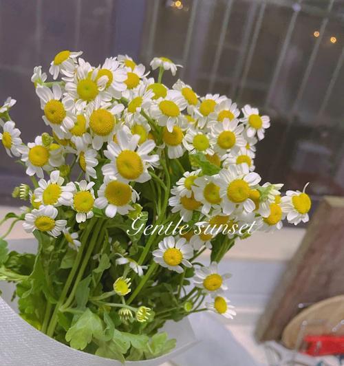 探究幸福的花——朵朵清新的雏菊（从花语到文化，解读雏菊的代表意义）