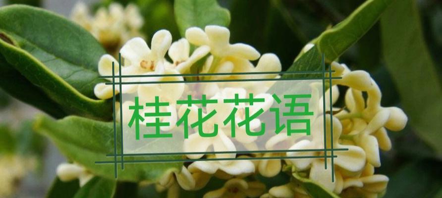 金桂花的花语与寓意（揭秘金桂花的含义和象征意义）