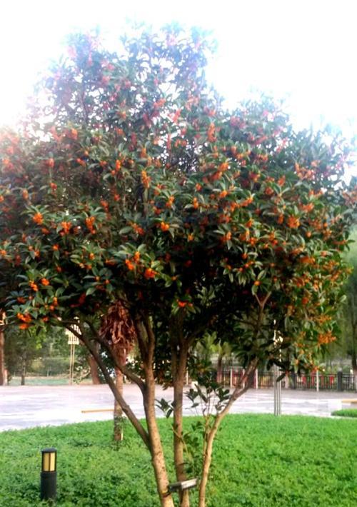 金桂花的花语与寓意（揭秘金桂花的含义和象征意义）