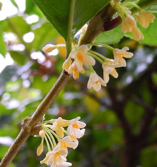 金桂花的花语与寓意（揭秘金桂花的含义和象征意义）