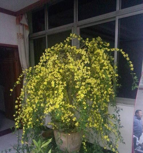 迎春花扦插技巧（让您的迎春花不落空）