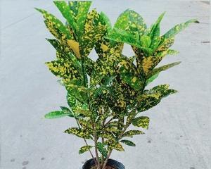 洒金桃叶珊瑚的科属特征与生物学意义（认识洒金桃叶珊瑚，探秘海洋生态奥秘）
