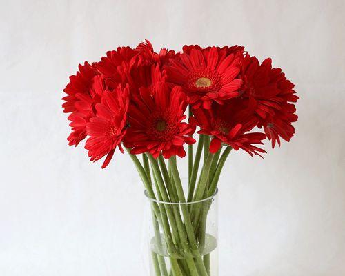 扶郎花的花期及生长习性（了解扶郎花的生长周期，享受美丽花期）