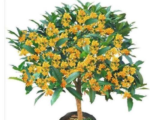 金桂花树的修剪技巧（打造优美形态，促进花期开放）