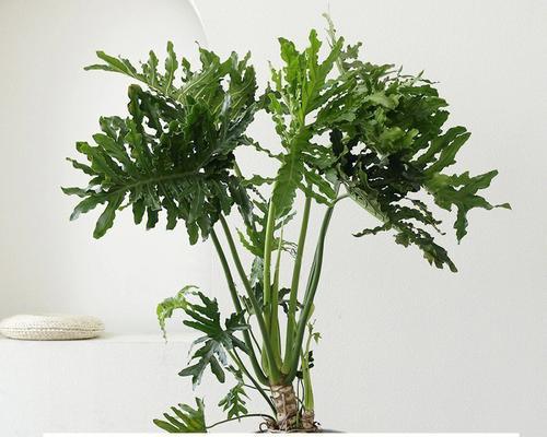 春羽叶子发黄的原因（探寻春季植物叶子发黄的原因，提高养护技巧）