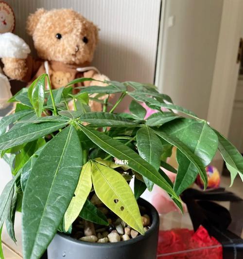 怎样剪掉发财树叶子发黄的枝条？（教你轻松摆脱枯黄发财树，快速恢复绿叶）