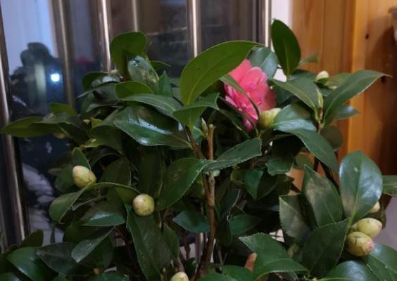 如何调控茶花花期（实用技巧指南）