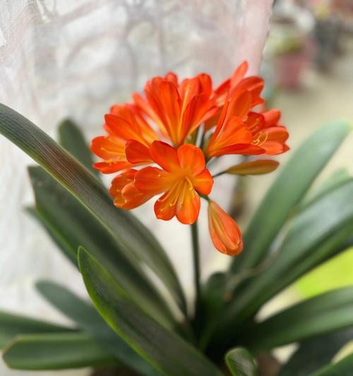 君子兰开花指南（如何养护君子兰，促使其开花？）
