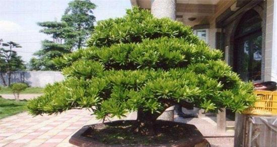 罗汉松夏天怎么养(罗汉松夏季养护技巧)