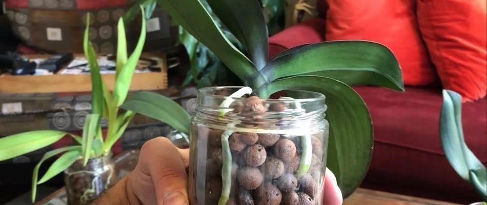 蝴蝶兰水培生根方法剖析（掌握这个关键诀窍，让你的蝴蝶兰焕发新生）