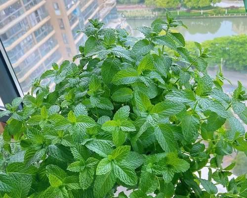薄荷的最佳播种时间（如何选择适宜的时间为薄荷播种？）