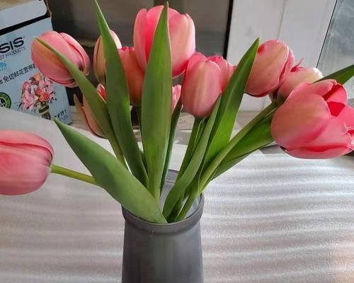 郁金香的家庭养法（打造美丽花坛，让郁金香成为花园的亮点）