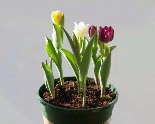 郁金香的家庭养法（打造美丽花坛，让郁金香成为花园的亮点）