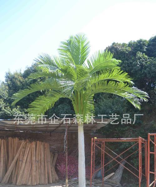 大王椰子树的特点及用途（热带气息浓郁的“树王”——大王椰子树）