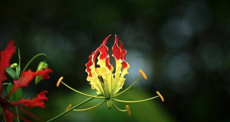 日本的国花——樱花（赏花之国，樱花之美）