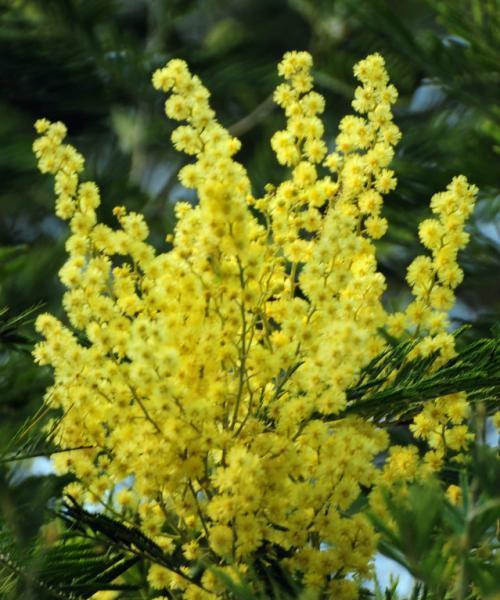 日本的国花——樱花（赏花之国，樱花之美）