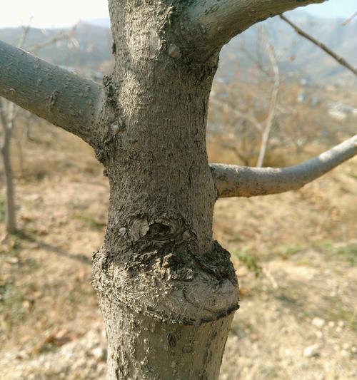 果树嫁接方法图解——打造满载果实的果园（从嫁接基础知识到嫁接实践操作，快速掌握果树嫁接技巧）