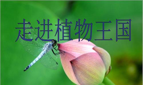 深入探讨植物分类（从古至今，植物分类的演变与发展）