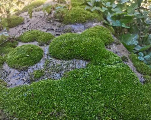 制作盆景苔藓,打造独特植物景观(学习盆景苔藓制作方法,让您拥有别样风情)