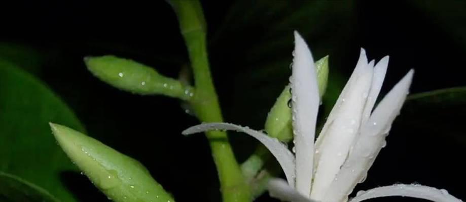 如何挽救烂根的白兰花盆栽？（救援教程，让你的白兰花重获新生）