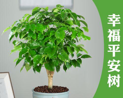 室内养花树推荐（适合居家装饰的8种花树）