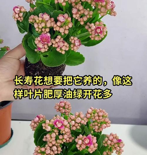 长寿花的养殖方法和栽培技术（打造美丽园林的秘诀）