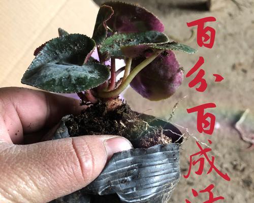 仙客来种子的种植技巧（从播种到收获，打造优质仙客来）