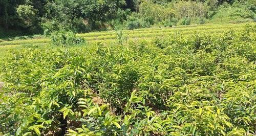 如何种植沉香树？（掌握种植技巧，打造沉香林园）