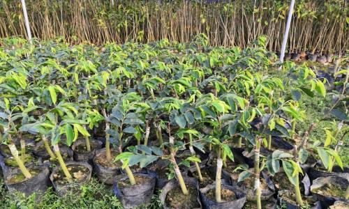 如何种植沉香树？（掌握种植技巧，打造沉香林园）