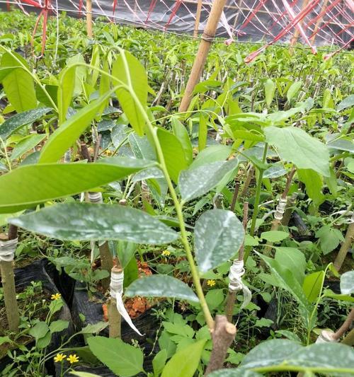 如何种植沉香树？（掌握种植技巧，打造沉香林园）