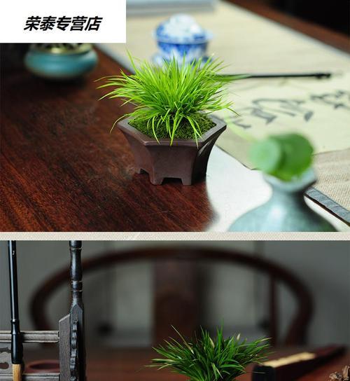 菖蒲盆景的养护指南（打造美轮美奂的盆景，从菖蒲开始）