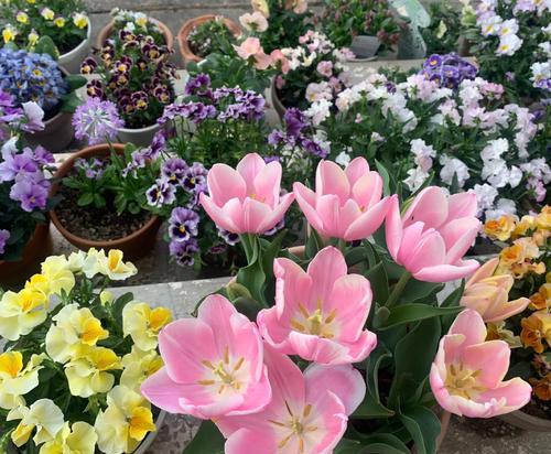 郁金香花期多长？（全面解析荷兰国花的生命之源）