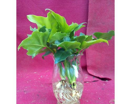 水培花卉大盘点（探寻适合水培的8大花卉品种）