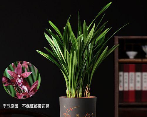 室内种植墨兰花的技巧（墨兰花是室内盆栽的最佳选择，让你的家变得更加生气勃勃）