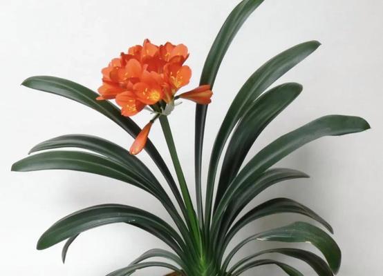 春天开花的美丽世界（品味美丽春天的缤纷色彩）