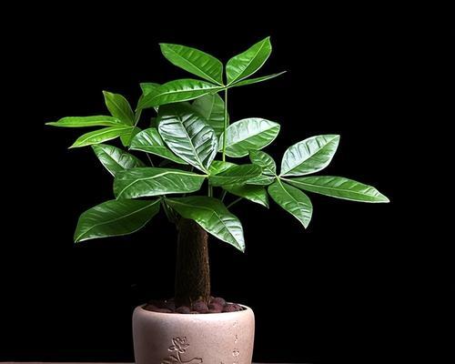 小盆栽发财树的茂盛养护技巧（让你的发财树更美丽、更茂盛！）