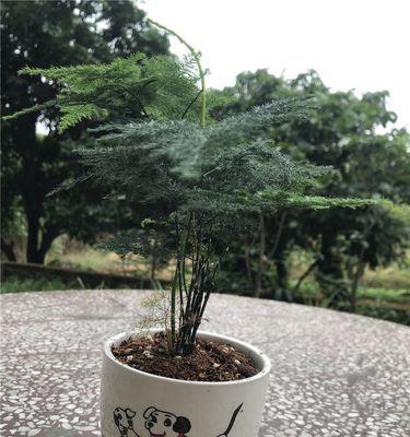 文竹的座果技巧（掌握这些技巧，提高文竹座果率）