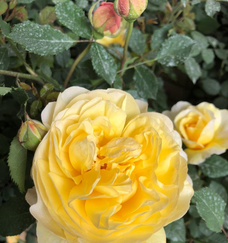 打造精美花束,这些切花月季品种不容错过(品种介绍与适用场景,让你的花束更加出彩)