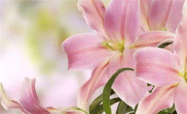 白百合花的寓意与象征(探寻白百合的内在价值)