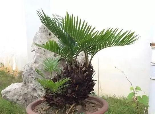 盆栽铁树的栽培方法（打造精致小家园，从盆栽铁树开始）