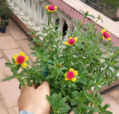 养护太阳花的技巧（太阳花的养护方法与注意事项）