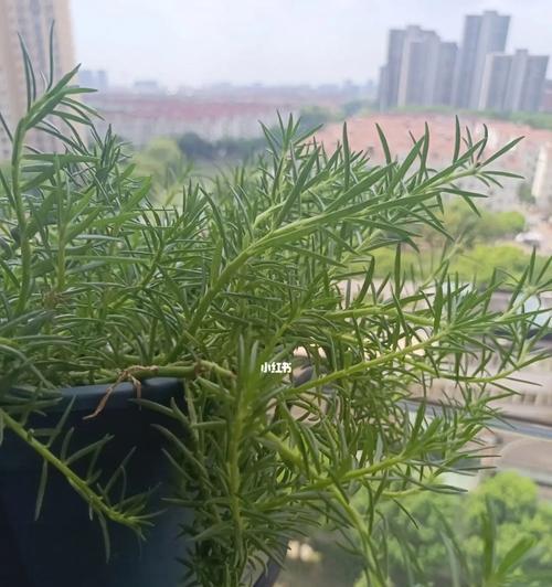 养护太阳花的技巧（太阳花的养护方法与注意事项）
