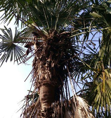 探秘棕榈树的美妙世界（一种热带植物，独具魅力）