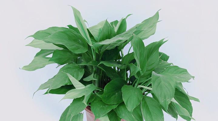 万年青养殖方法详解（掌握种植技巧，丰收高质量万年青）