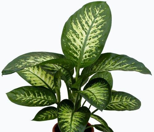 万年青养殖方法详解（掌握种植技巧，丰收高质量万年青）