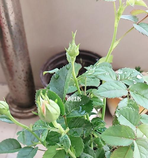 阳台种植，选择这些植物最好！（打造绿色生活，打造美丽阳台）