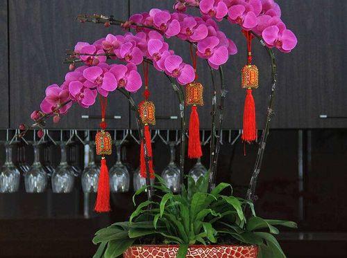 蝴蝶兰花期调控（从调节气候到生长激素，）